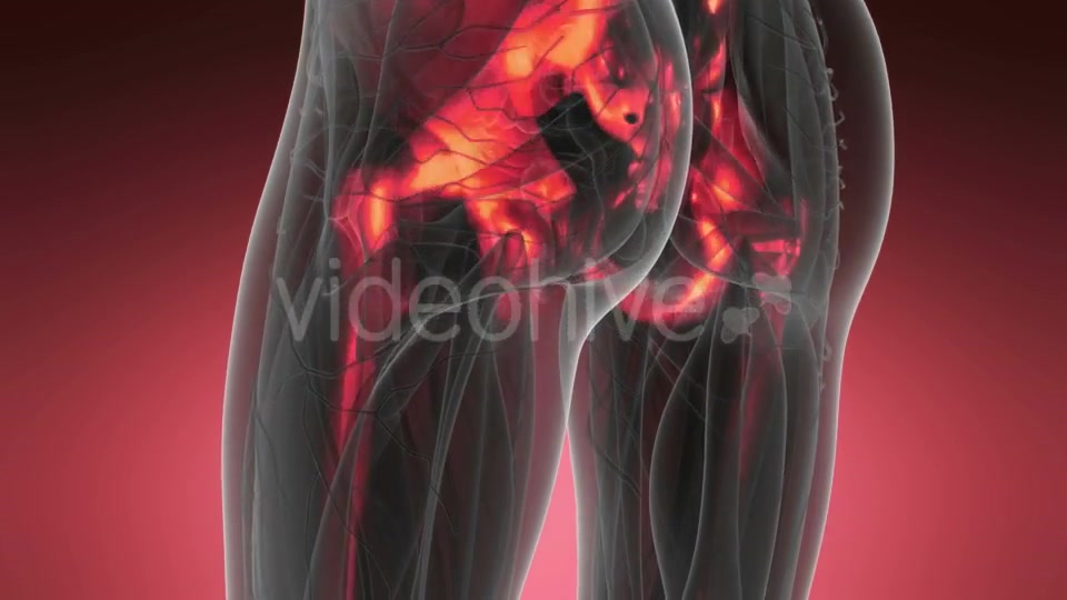 Human Body with Visible Skeletal Bones - Download Videohive 19453884