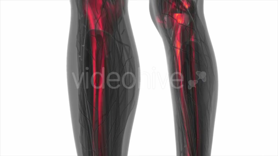 Human Body with Visible Skeletal Bones - Download Videohive 19453906