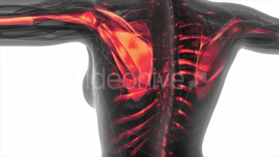 Human Body with Visible Skeletal Bones - Download Videohive 19453906