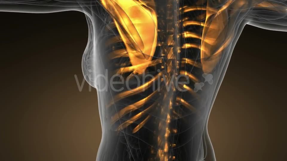 Human Body with Visible Skeletal Bones - Download Videohive 19518971