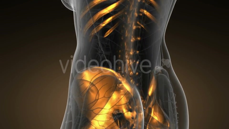 Human Body with Visible Skeletal Bones - Download Videohive 19518971