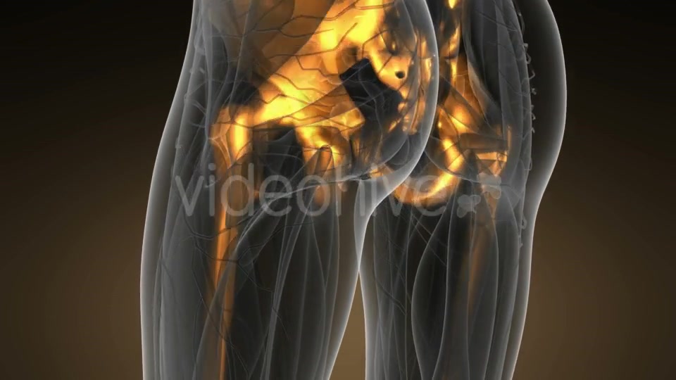 Human Body with Visible Skeletal Bones - Download Videohive 19518971