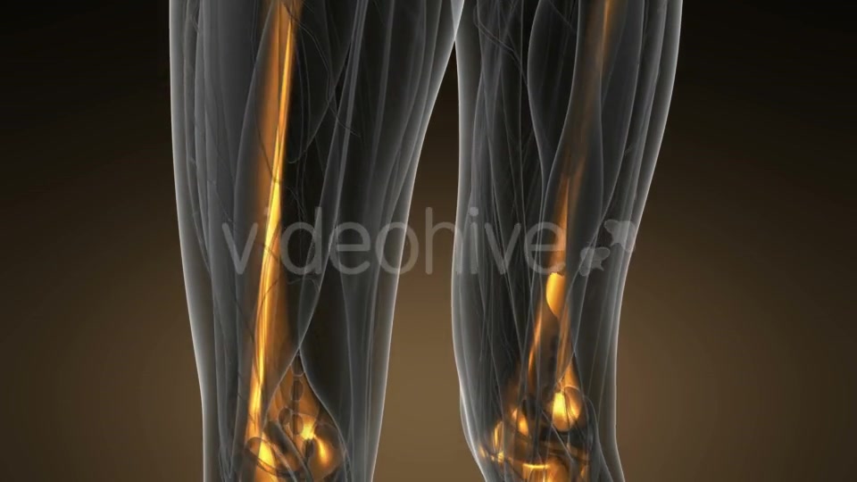 Human Body with Visible Skeletal Bones - Download Videohive 19518971