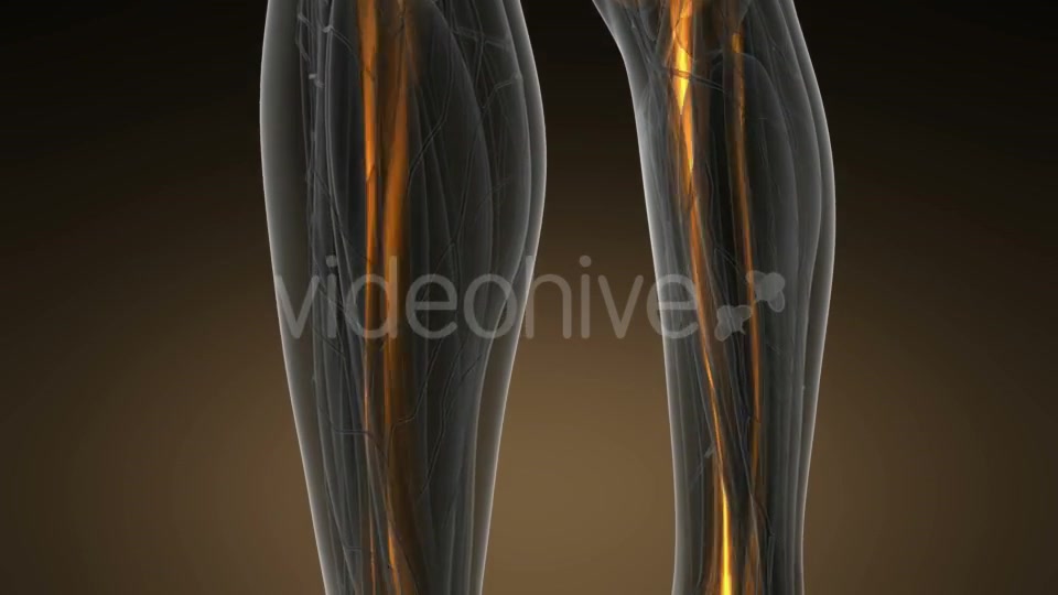 Human Body with Visible Skeletal Bones - Download Videohive 19518971