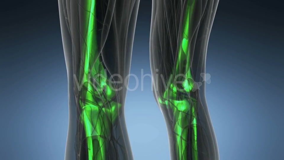 Human Body with Visible Skeletal Bones - Download Videohive 19518993