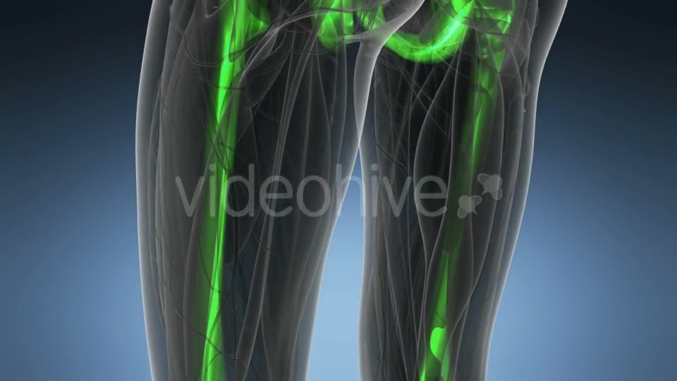 Human Body with Visible Skeletal Bones - Download Videohive 19518993