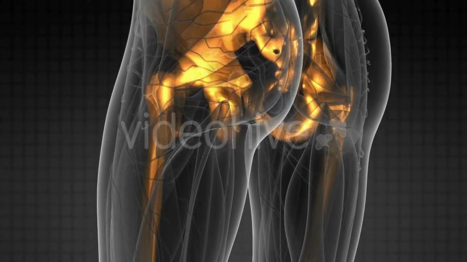Human Body with Visible Skeletal Bones - Download Videohive 19576460