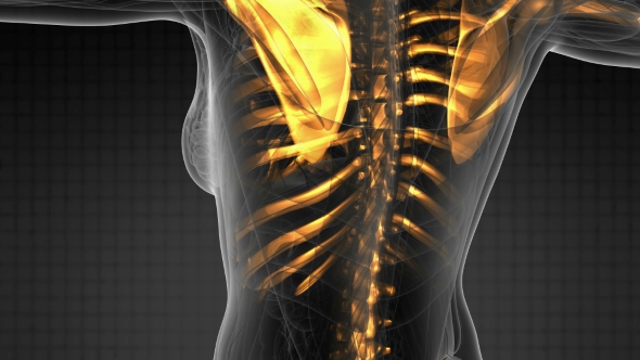 Human Body with Visible Skeletal Bones - Download Videohive 19576460