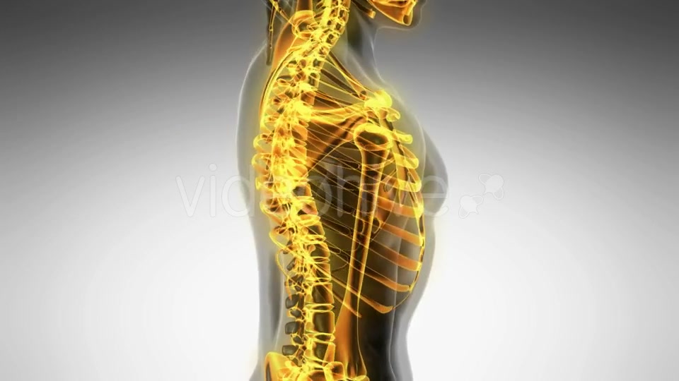 Human Body with Visible Skeletal Bones - Download Videohive 19894731
