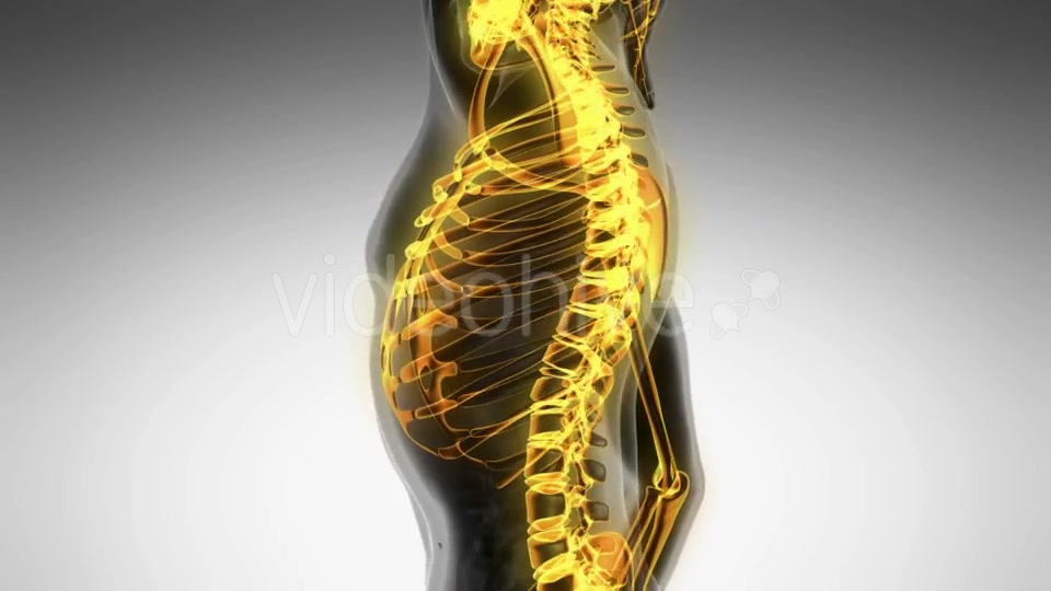 Human Body with Visible Skeletal Bones - Download Videohive 19894731