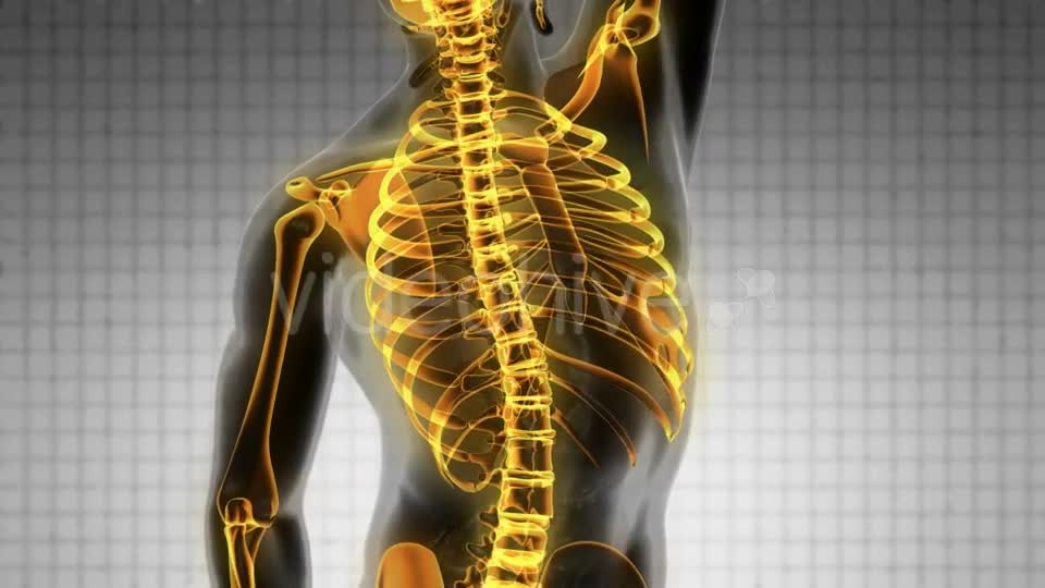 Human Body with Visible Skeletal Bones - Download Videohive 19928073