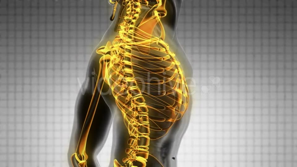 Human Body with Visible Skeletal Bones - Download Videohive 19928073