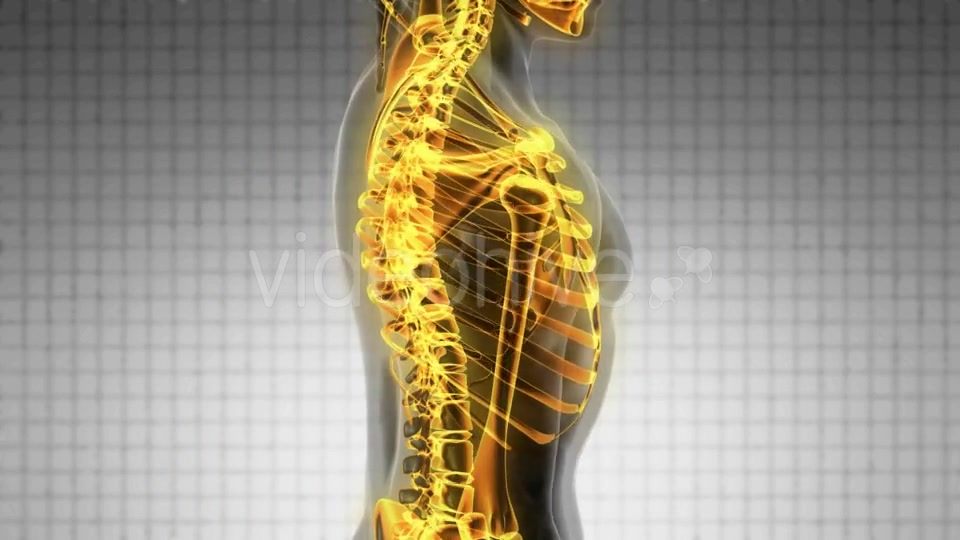 Human Body with Visible Skeletal Bones - Download Videohive 19928073