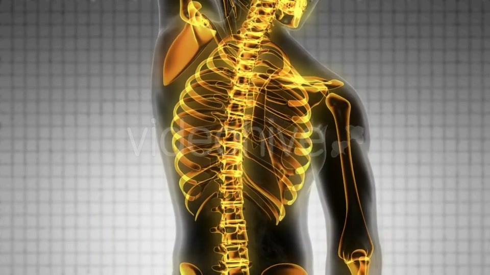 Human Body with Visible Skeletal Bones - Download Videohive 19928073