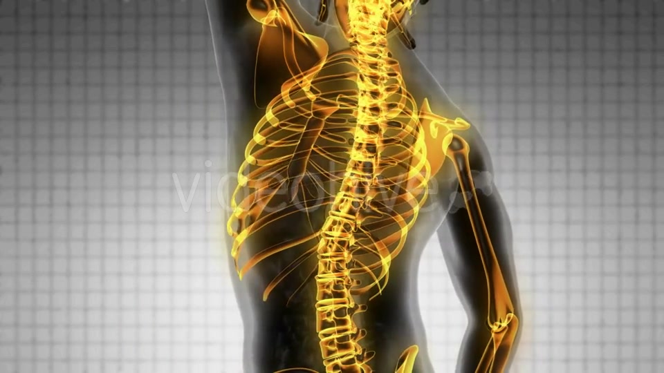 Human Body with Visible Skeletal Bones - Download Videohive 19928073