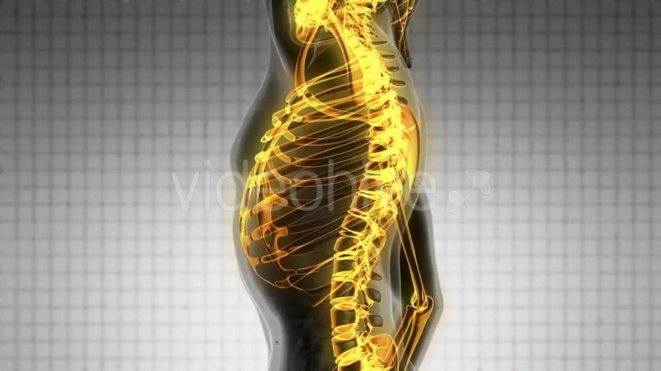 Human Body with Visible Skeletal Bones - Download Videohive 19928073