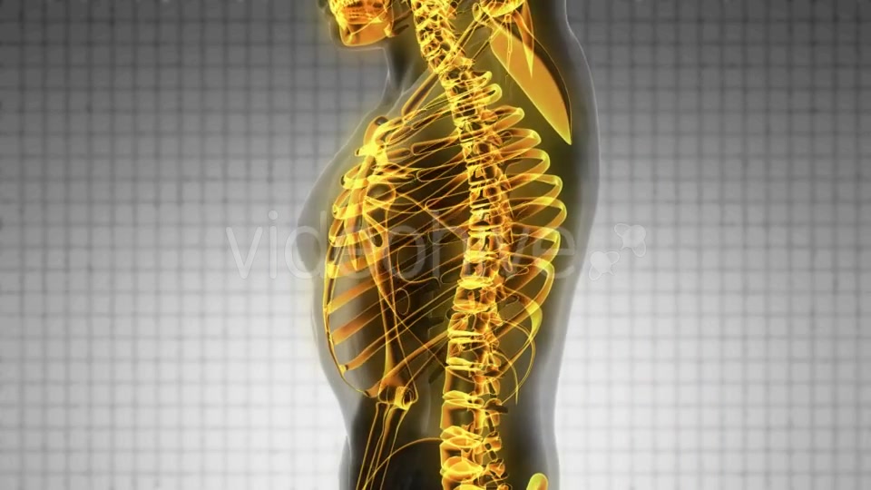 Human Body with Visible Skeletal Bones - Download Videohive 19928073