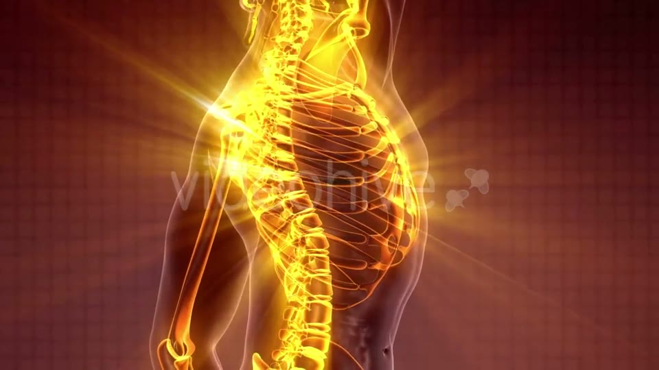 Human Body with Visible Skeletal Bones - Download Videohive 19989699