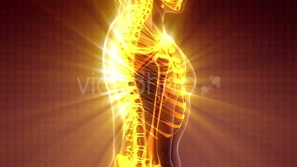 Human Body with Visible Skeletal Bones - Download Videohive 19989699