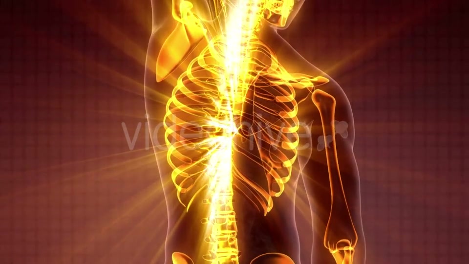 Human Body with Visible Skeletal Bones - Download Videohive 19989699