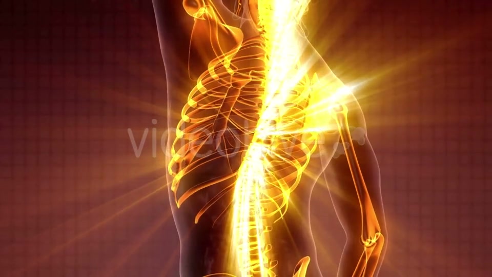 Human Body with Visible Skeletal Bones - Download Videohive 19989699