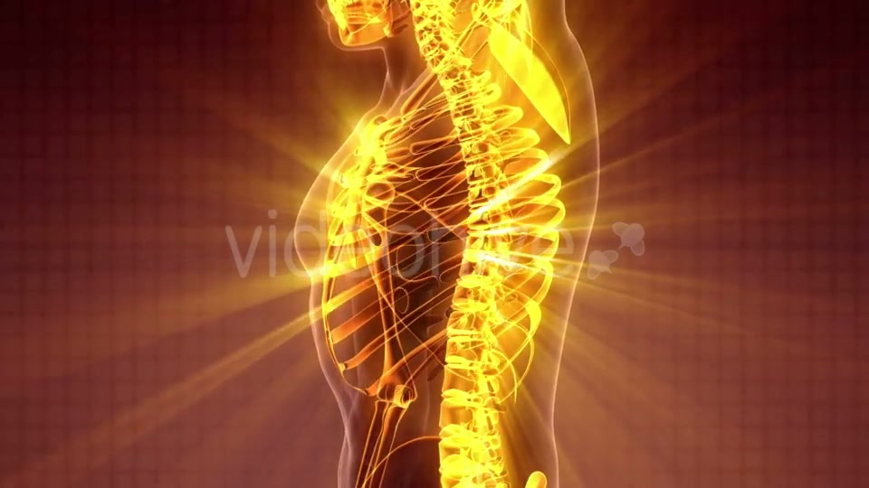 Human Body with Visible Skeletal Bones - Download Videohive 19989699