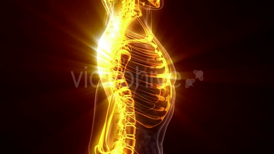 Human Body with Visible Skeletal Bones - Download Videohive 19989768