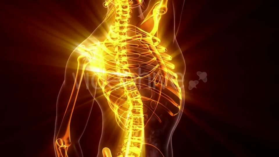 Human Body with Visible Skeletal Bones - Download Videohive 19989768