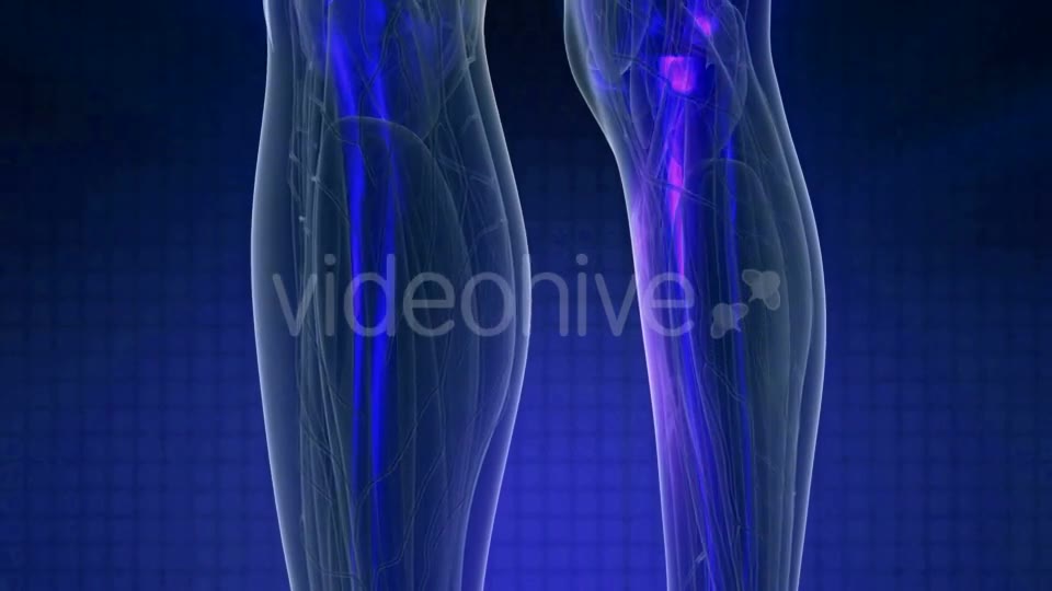 Human Body with Visible Skeletal Bones - Download Videohive 19989832