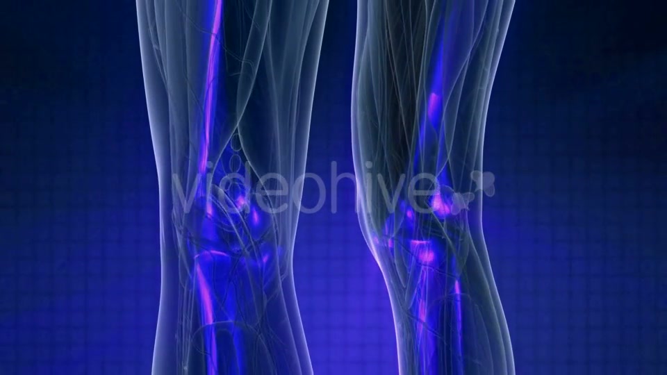 Human Body with Visible Skeletal Bones - Download Videohive 19989832