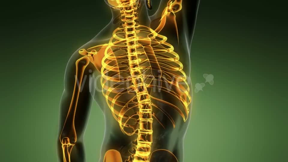 Human Body with Visible Skeletal Bones - Download Videohive 19989898
