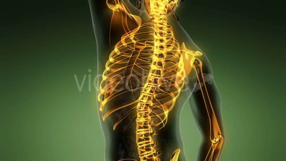 Human Body with Visible Skeletal Bones - Download Videohive 19989898