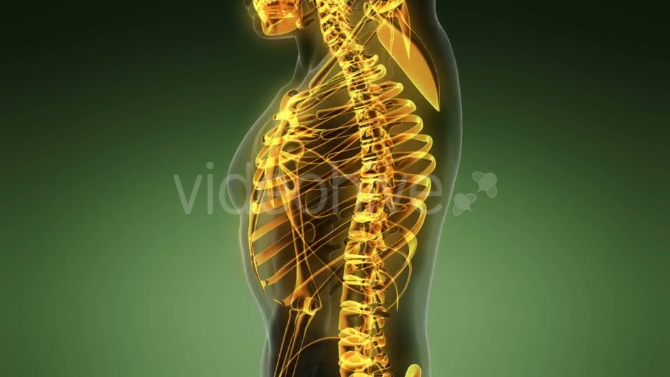 Human Body with Visible Skeletal Bones - Download Videohive 19989898