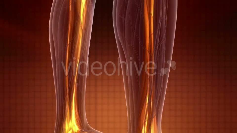 Human Body with Visible Skeletal Bones - Download Videohive 20010521