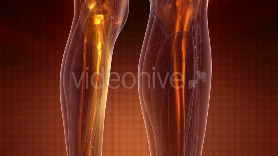 Human Body with Visible Skeletal Bones - Download Videohive 20010521