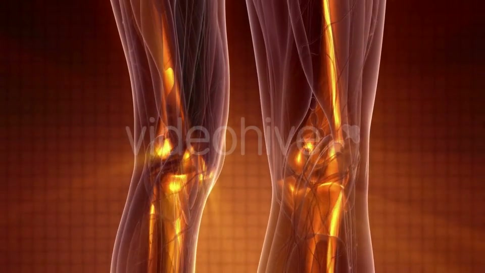 Human Body with Visible Skeletal Bones - Download Videohive 20010521