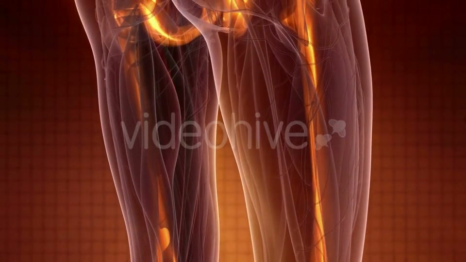 Human Body with Visible Skeletal Bones - Download Videohive 20010521