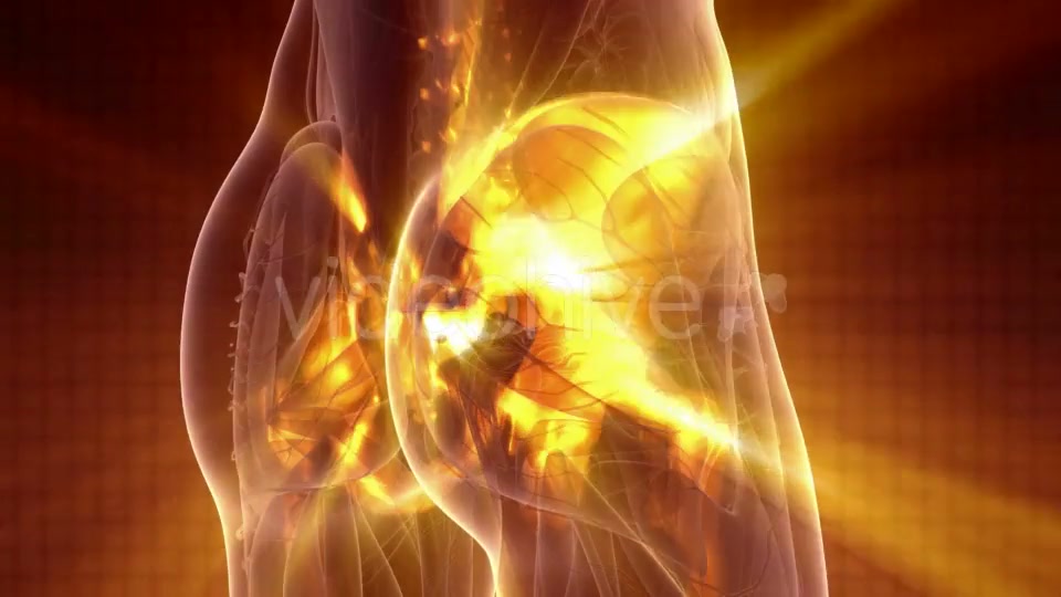 Human Body with Visible Skeletal Bones - Download Videohive 20010521