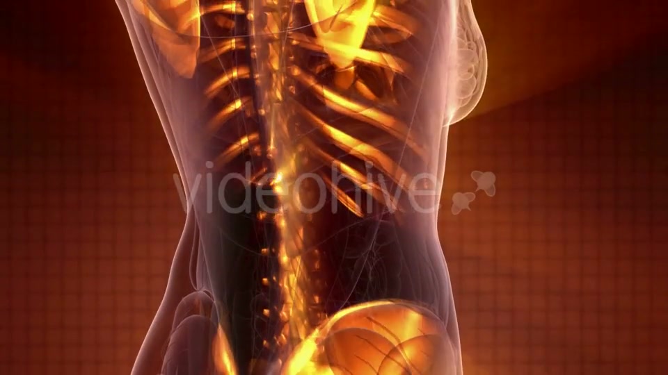 Human Body with Visible Skeletal Bones - Download Videohive 20010521
