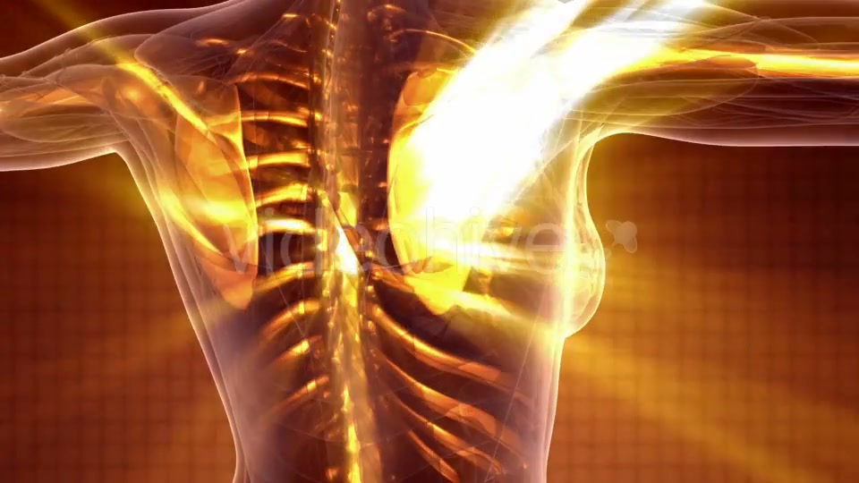 Human Body with Visible Skeletal Bones - Download Videohive 20010521