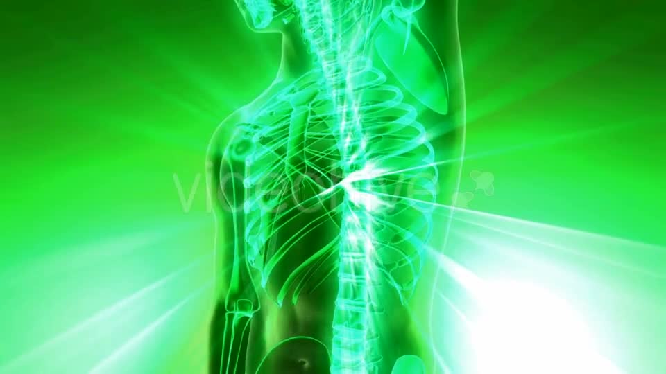 Human Body with Visible Skeletal Bones - Download Videohive 20010524