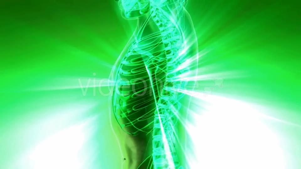 Human Body with Visible Skeletal Bones - Download Videohive 20010524