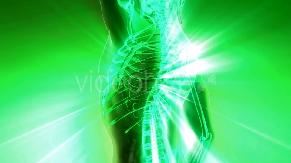 Human Body with Visible Skeletal Bones - Download Videohive 20010524