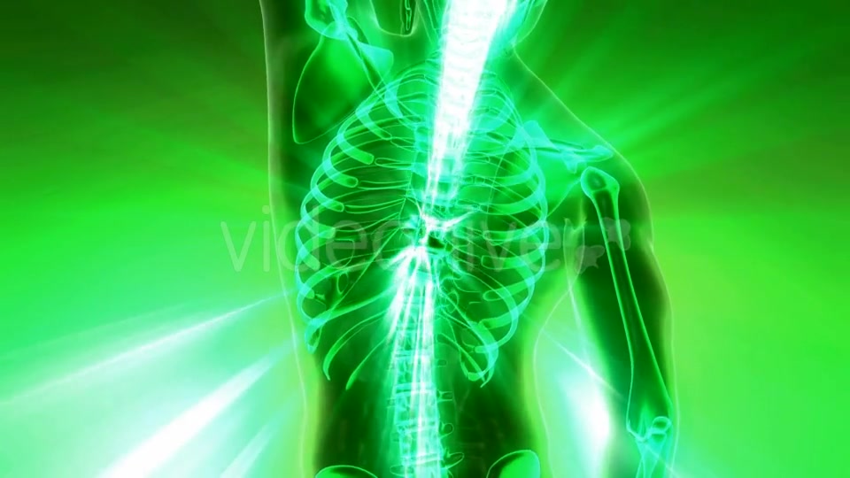 Human Body with Visible Skeletal Bones - Download Videohive 20010524