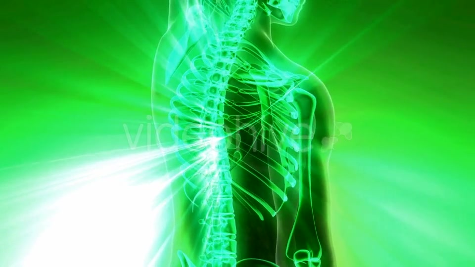 Human Body with Visible Skeletal Bones - Download Videohive 20010524