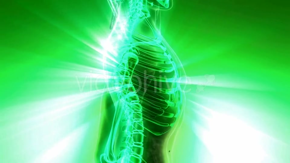 Human Body with Visible Skeletal Bones - Download Videohive 20010524