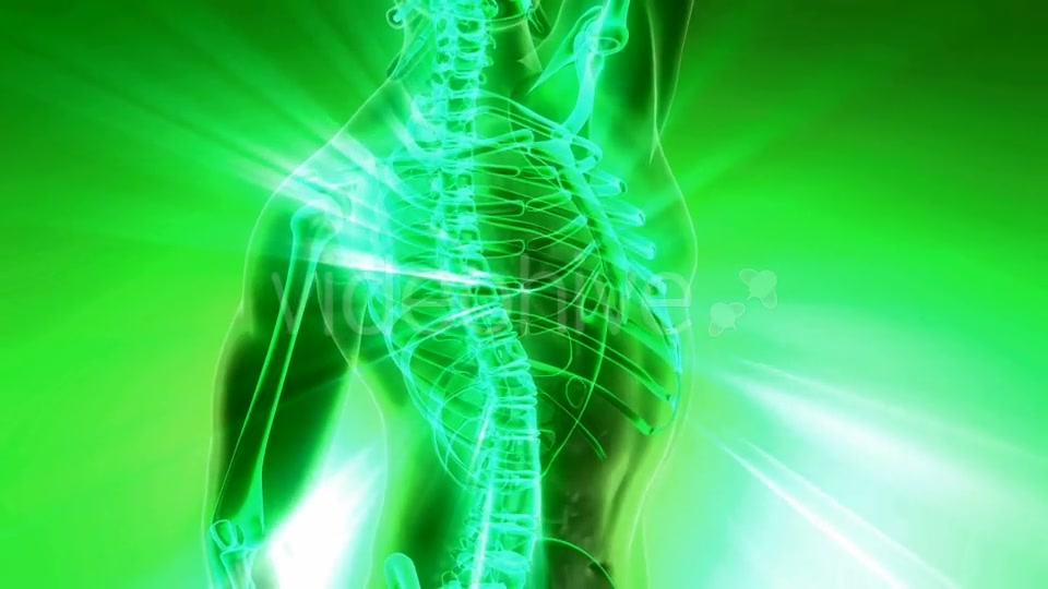 Human Body with Visible Skeletal Bones - Download Videohive 20010524