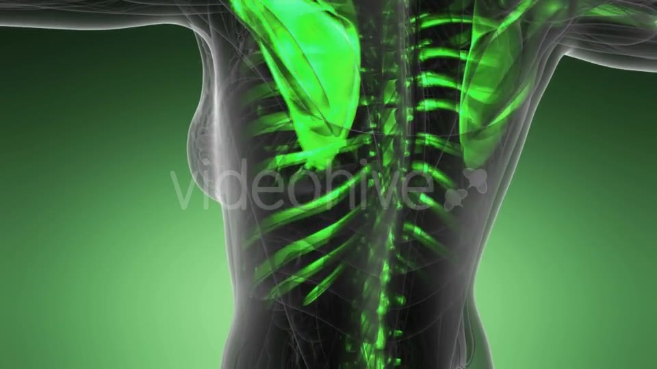 Human Body with Visible Skeletal Bones - Download Videohive 20117562