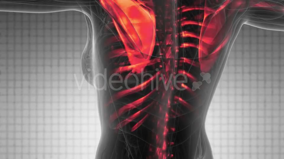 Human Body with Visible Skeletal Bones - Download Videohive 20290784