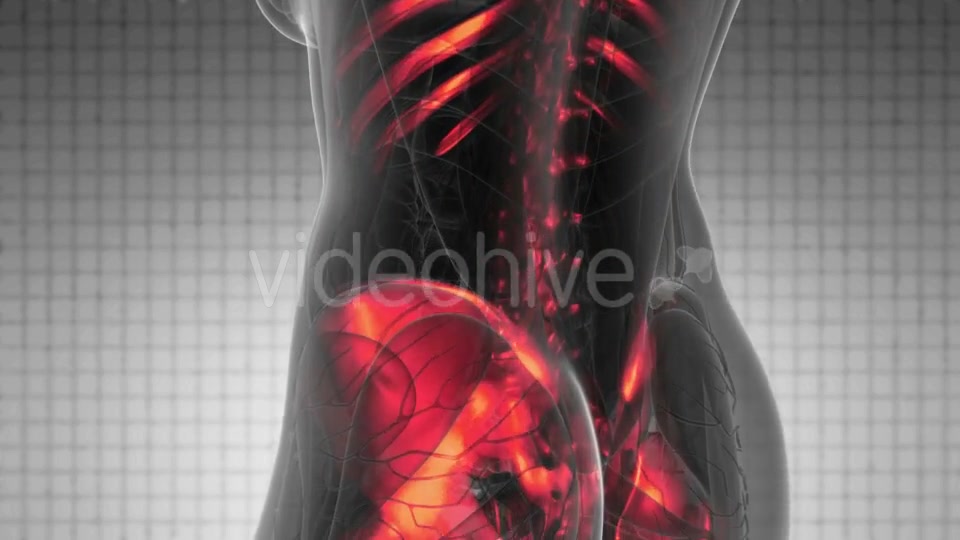Human Body with Visible Skeletal Bones - Download Videohive 20290784
